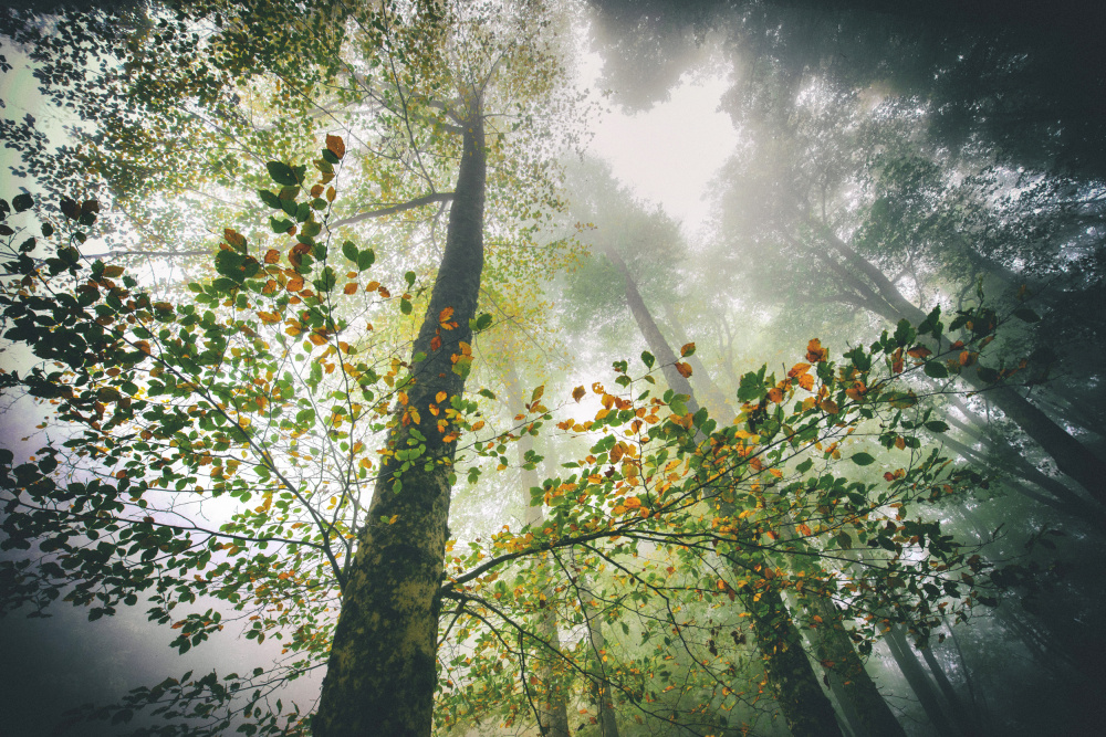 The breath of the forest a Nicola Figliuolo