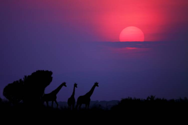 Sunrise in Uganda a Nicolas Merino