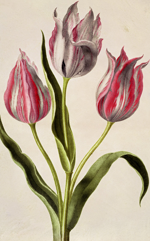 Tulips a Nicolas Robert