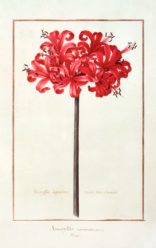Amaryllis Sarniensis, or Narcissus  on a Nicolas Robert
