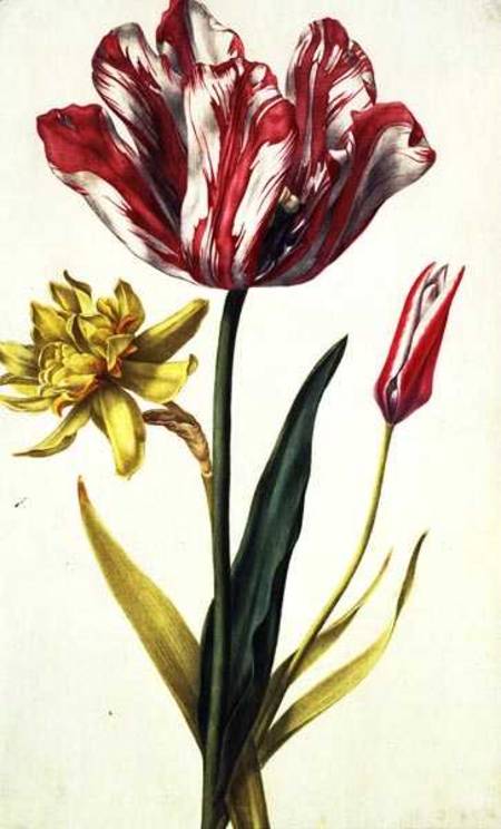 Daffodil and Tulip a Nicolas Robert
