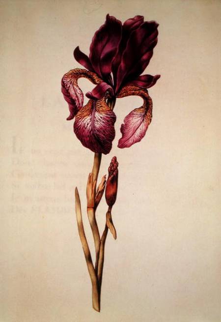 Iris, from 'La Guirlande de Julie' a Nicolas Robert