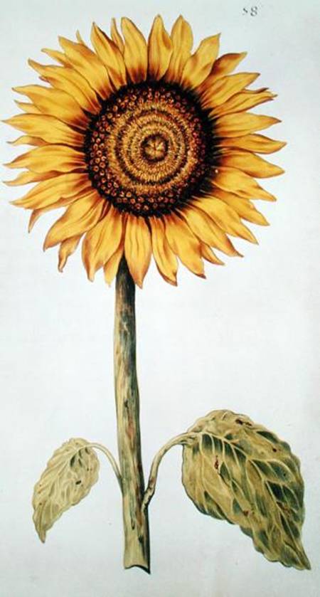 Sunflower or Helianthus, from 'La Guirlande de Julie' a Nicolas Robert