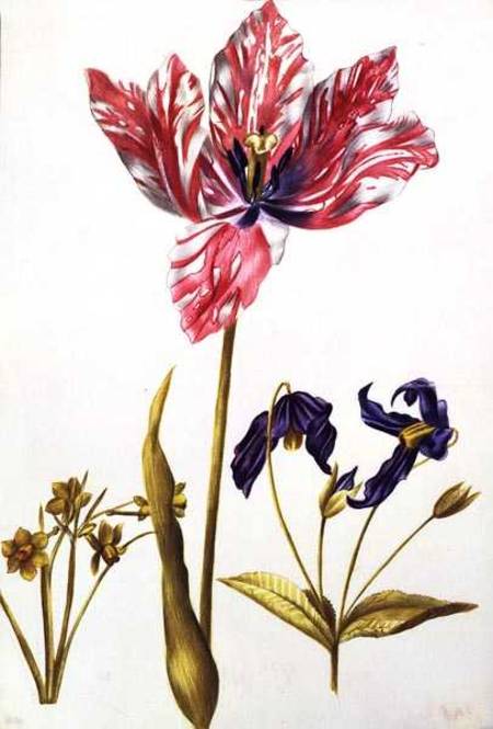 Tulip and Daffodil a Nicolas Robert