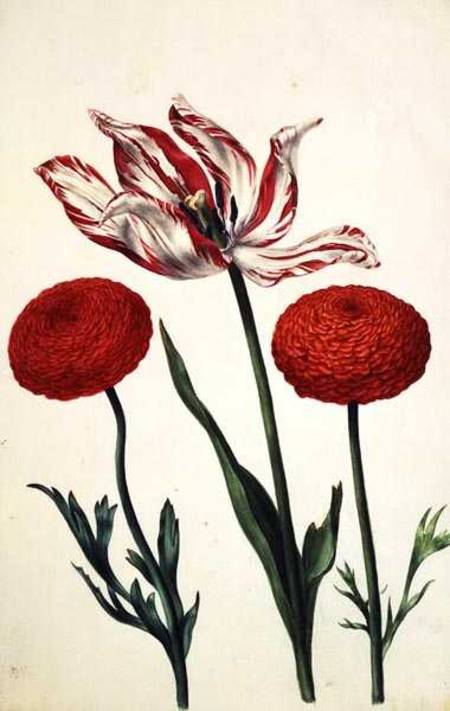 Tulip and Dahlias a Nicolas Robert