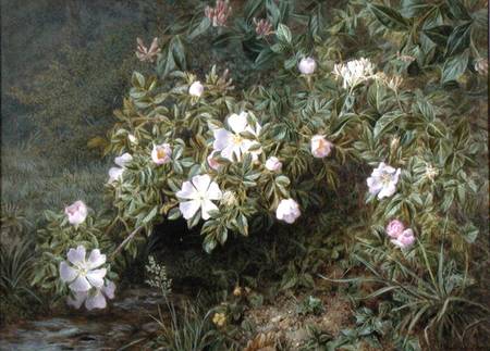A study of Dog Roses a Niels Pieter Rasmussen