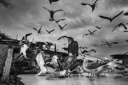 man who loves seagulls