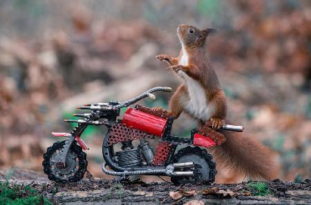 Biker Squirrel