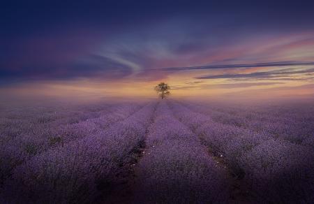 Misty Lavender Field