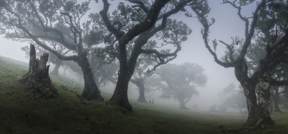 Morning mist a Nina Pauli