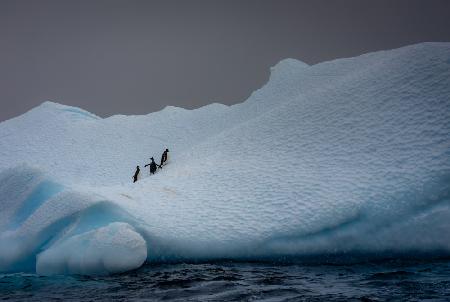Snowy Iceberg Home to Three Penguins