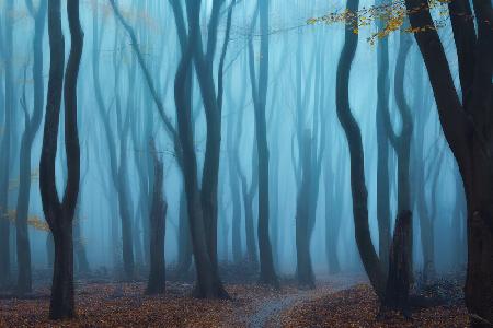 Misty forest