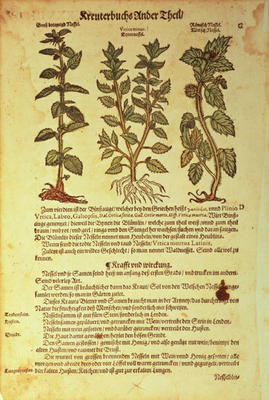 15:Nettles: from Kreuterbuch by A. Lonitzer a 