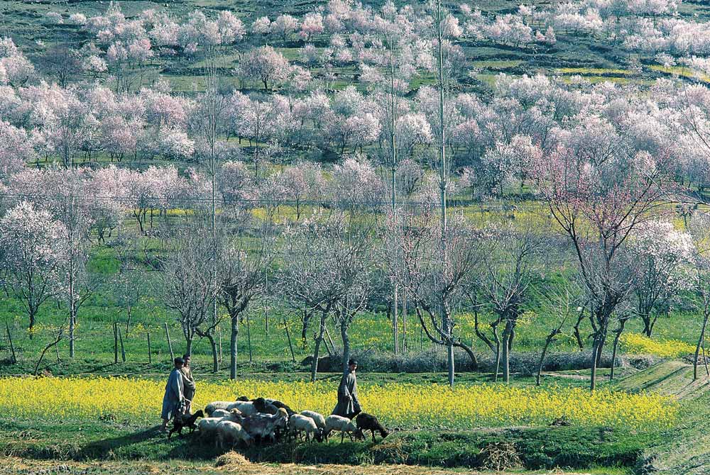 Almond trees and mustard flowers in bloom dotting hill-slope, Pampore, Srinagar (photo)  a 