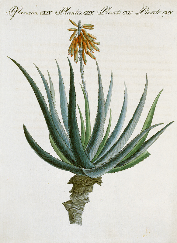 Aloe /from Bertuch 1809 a 