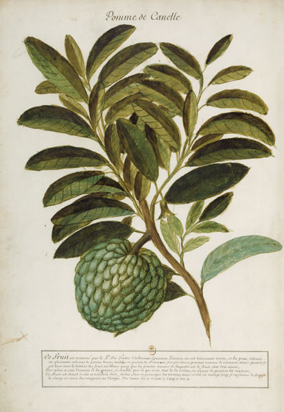 Anacardium pineum / Ch.Plumier a 