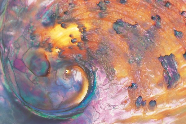 Abalone shell against sun (photo)  a 