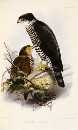 Accipiter Collaris (Semicollared Hawk) a 