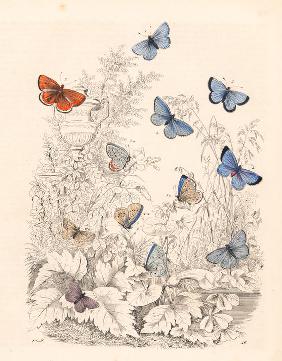 Adonis blue butterfly