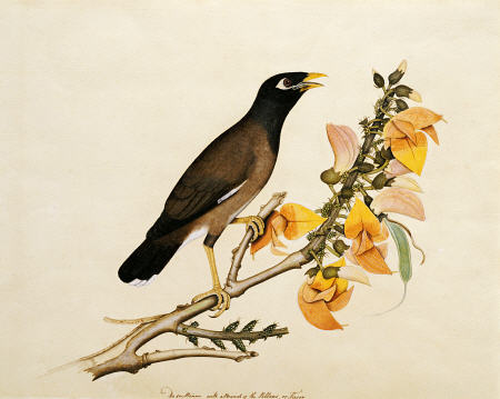A Minah Bird Perched On A Flowering Branch a 