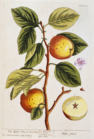 Apple Tree, (Malus Sativa) From ''A Curious Herbal'' a 