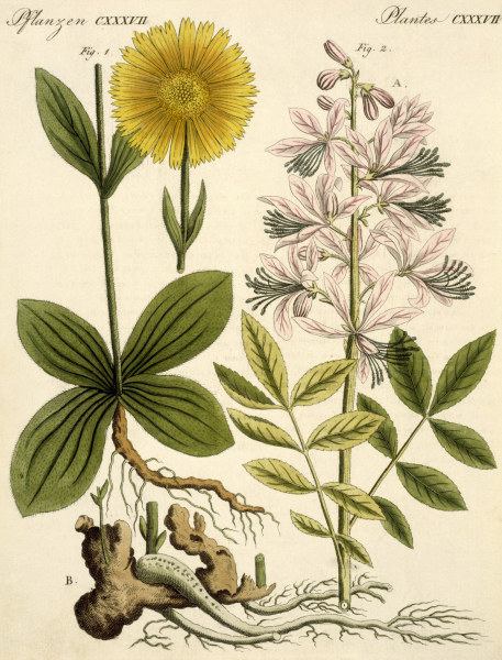 Arnica and glas plant / Bertuch 1813 a 