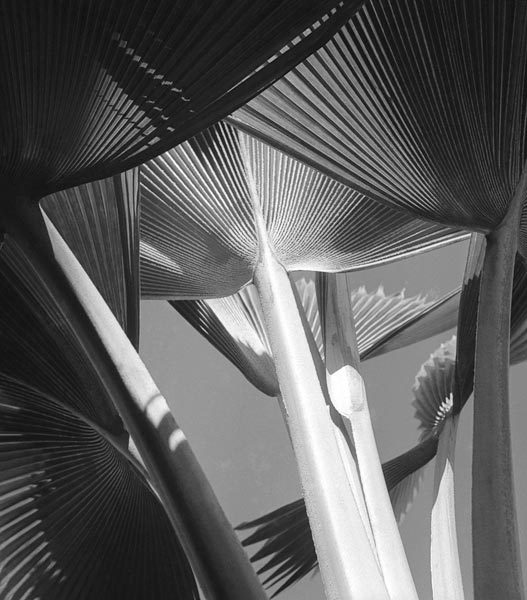 Arrangement of common decorative palm (b/w photo)  a 