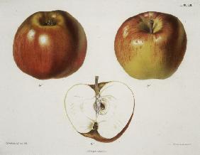 Apple / Colour lithograph