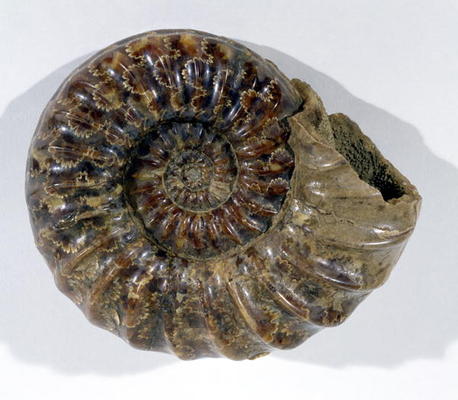 Asteroceras obtusum (Ammonite) found in Lyme Regis, Dorset, Lower Jurassic Period (photo) a 