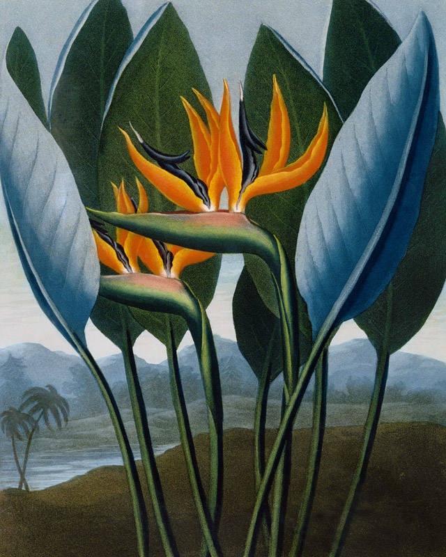 Bird-of-Paradise Flower / Aquatint 1804 a 