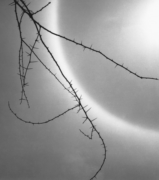 Barbed branch of thorny plant (b/w photo)  a 