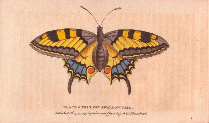 Black and yellow swallowtail butterfly a 