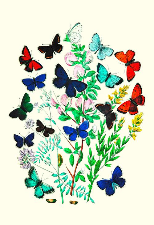 Butterflies a 