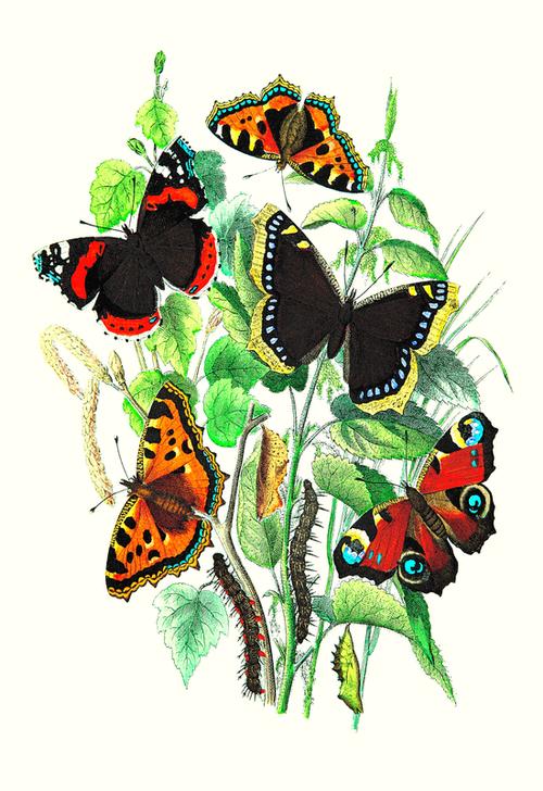 Butterflies a 