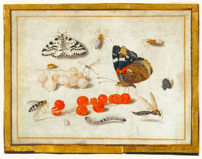 Butterfly, Caterpillar, Moth, Insects, and Currants a 