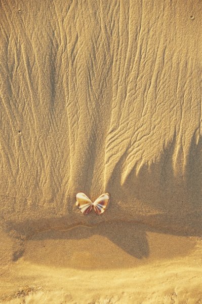 Butterfly like shell on sand near Covelong (photo)  a 