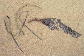 Bird like kelp formation portuguese men at war with grass at low tide, Porbandar (photo) 