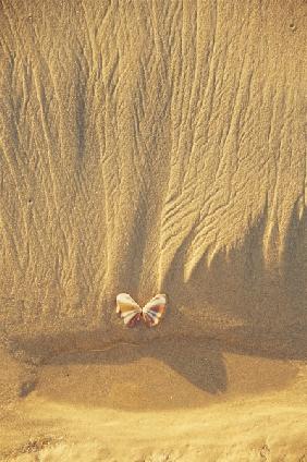 Butterfly like shell on sand near Covelong (photo) 