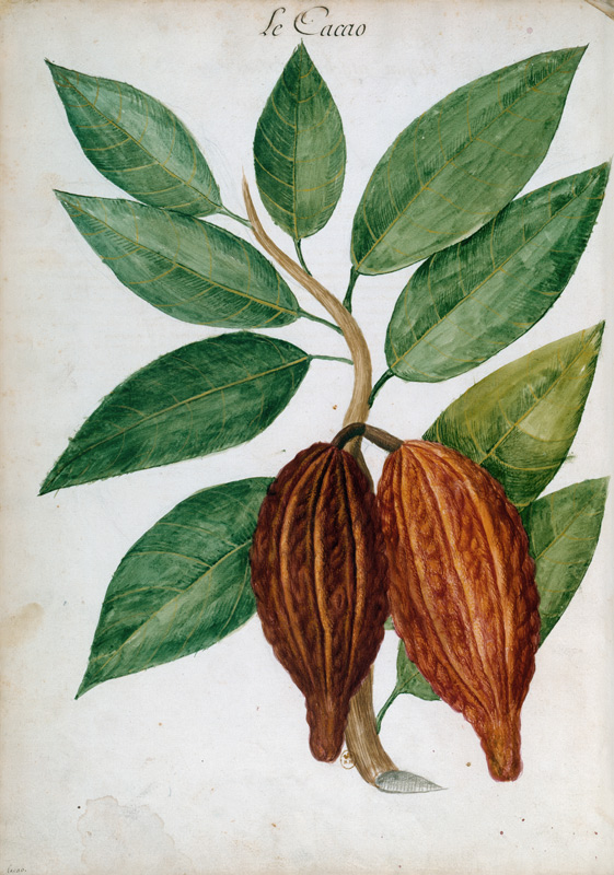 Cacao tree/ Ch.Plumier a 