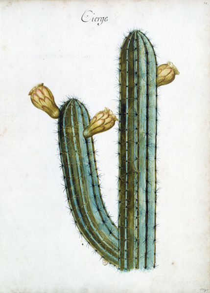 Cactus / Ch.Plumier a 