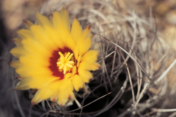 Cactus flower (photo)  a 