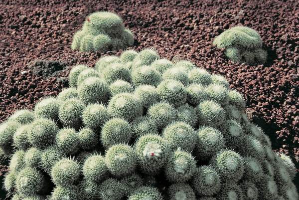 Cactus (photo)  a 