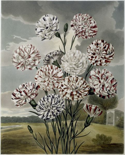 Carnations / Aquatint / S.Curtis 1820 a 