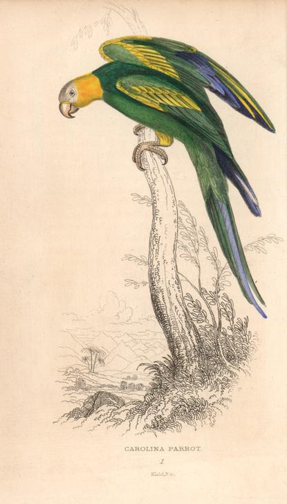 Carolina parakeet (Carolina parrot), Conuropsis carolinensis (Psittacus carolinensis) a 