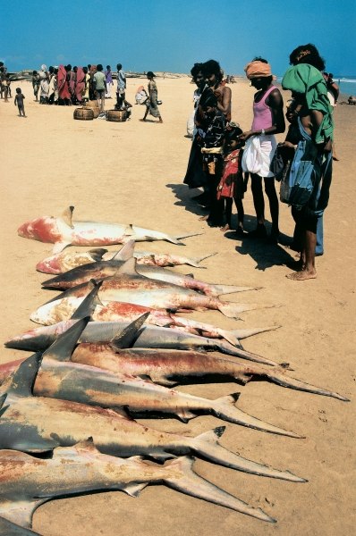 Catch of fish at Konarak (photo)  a 