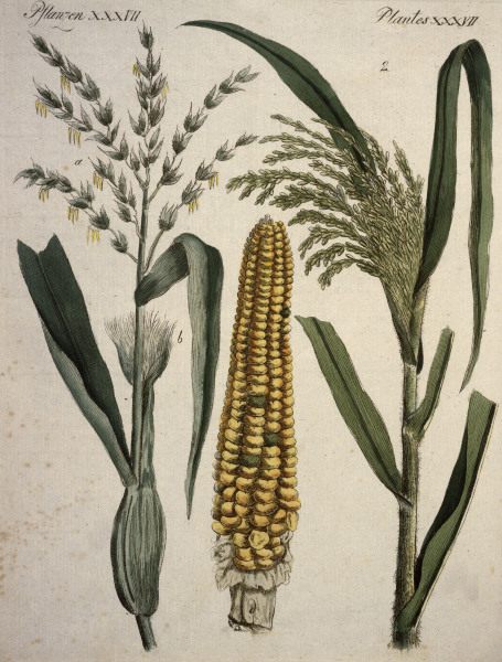 Cereals / from Bertuch 1796 a 