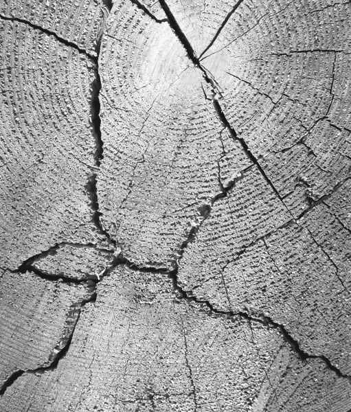 Close up of tree trunk (b/w photo)  a 