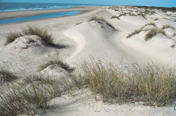 Coastal sand dunes, Kutch (photo)  a 