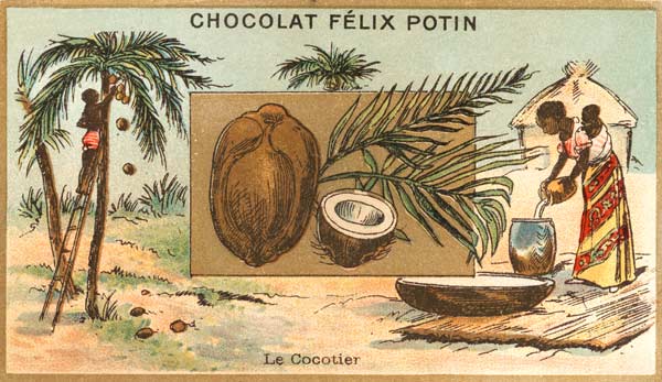 Coconut Palm / Collector s Card, c.1890 a 