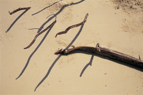 Coconut tree roots and dry twig, Bangramn (photo)  a 